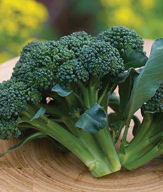 Sun King Hybrid Broccoli